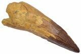 Real Fossil Spinosaurus Tooth - Huge Dinosaur Tooth #372776-1